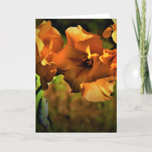Gladioli, kaart
