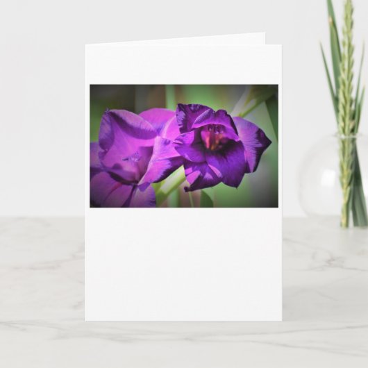 Gladioli, kaart (Voorkant)