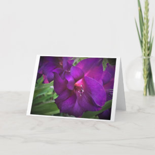 Gladioli, kaart