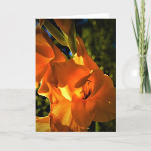 Gladioli, kaart