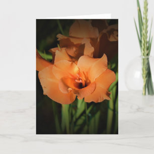 Gladioli, kaart