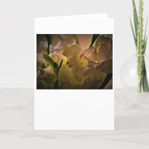 Gladioli, kaart