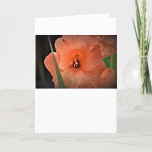 Gladioli, kaart