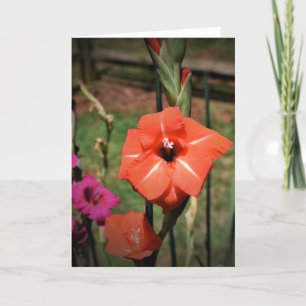 Gladioli, kaart