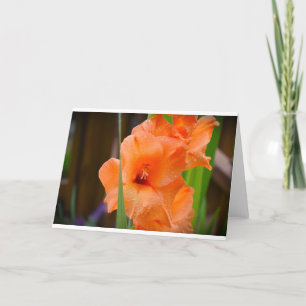 Gladioli, kaart