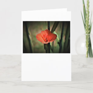 Gladioli, kaart