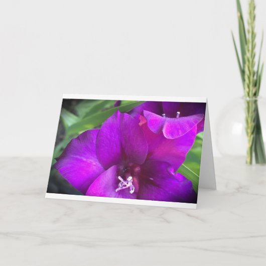 Gladioli, kaart (Voorkant)