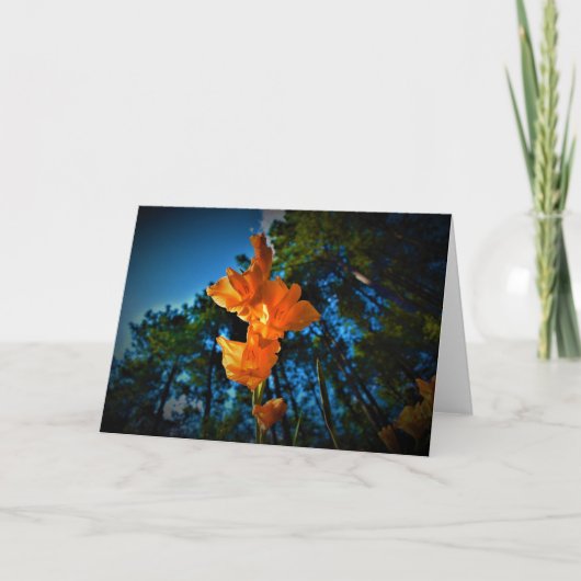 Gladioli, kaart (Voorkant)