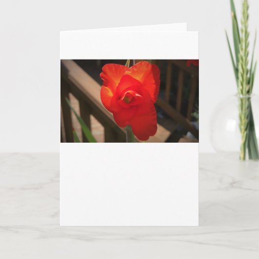 Gladioli, kaart (Voorkant)