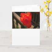 Gladioli, kaart (Gele Bloem)