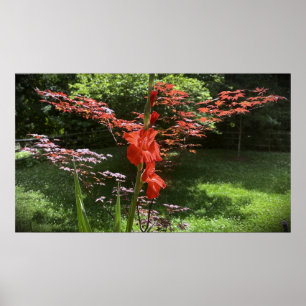 Gladioli Poster