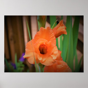 Gladioli Poster