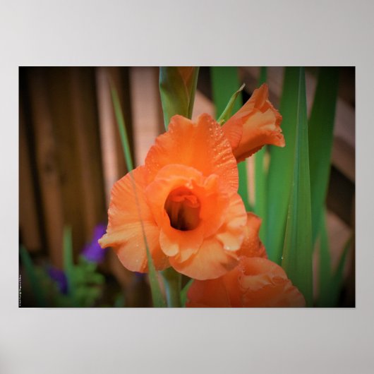 Gladioli Poster (Voorkant)
