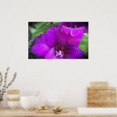 Gladioli Poster (Keuken)