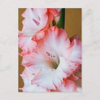 Gladiolus Briefkaart