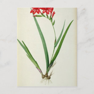Gladiolus Cardinalis, van Les Liliacees 1805 Briefkaart