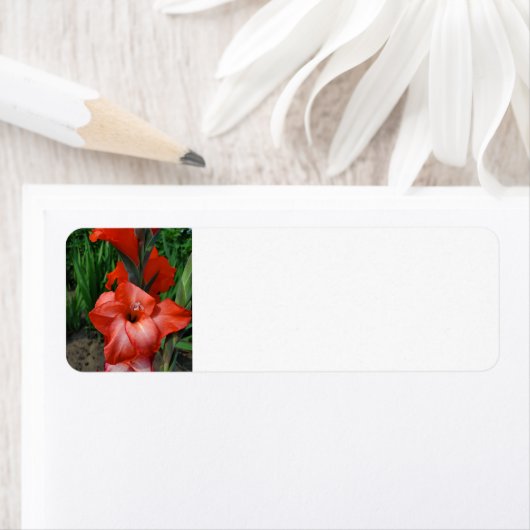 Gladiolus Etiket (Insitu)