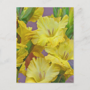 Gladiolus Flowers Briefkaart