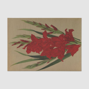 Gladiolus Gandavensis. Var. BFrench Leyensis Tissuepapier