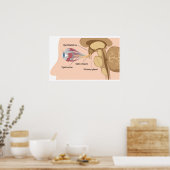 Glande pituitaire et chiasme optique Poster (Cuisine)