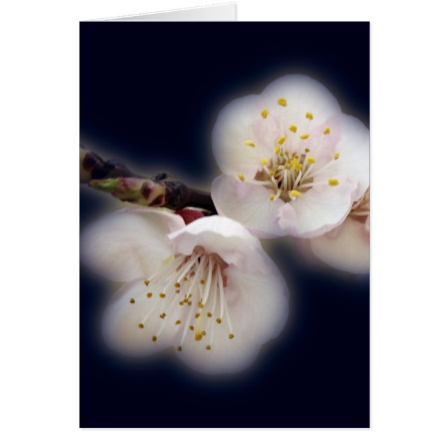 glansvorming in moonlicht (Voorkant)