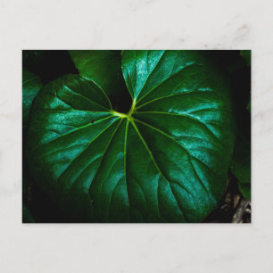 Glanzend Groen Blad met Uitstralende Nervatuur Clo Briefkaart