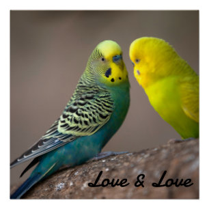 Glanzende Poster Liefde Zwarte Kleur Tekst Vogels Perfect Poster