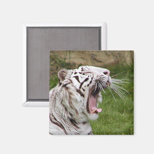 glanzende tijger magneet (Voorkant / Achterkant)