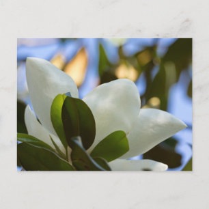 Glas in lood Sky Southern Magnolia Gifts Apparel Briefkaart