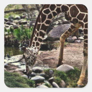 Glas met grijze Giraffe Vierkante Sticker