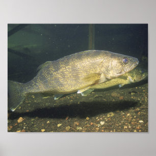 Glasbaar Forel Zwemmende Vis in Tank Klein Poster