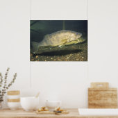 Glasogen Print van Snoekbaars (Keuken)