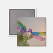 Glass Dragonfly Magnet Magneet (Voorkant / Achterkant)