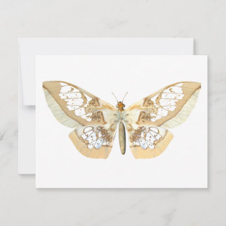 GlassWing Butterfly