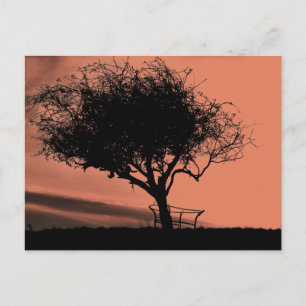 Glastonbury Hawthorn. Boom op Hill. Oranje zwart. Briefkaart
