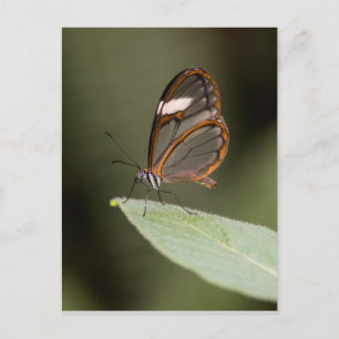 Glasvleugelvlinder op blad briefkaart