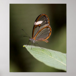 Glaswingende vlinder op blad poster