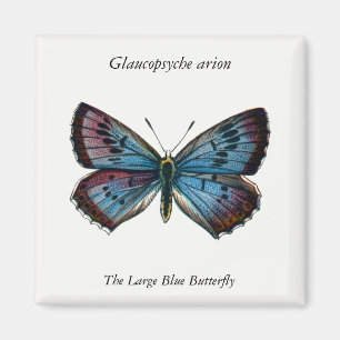 Glaucopsyche arion - De grote blauwe vlinder Magneet