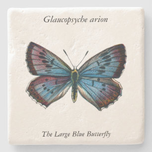 Glaucopsyche arion - De grote blauwe vlinder Stenen Onderzetter
