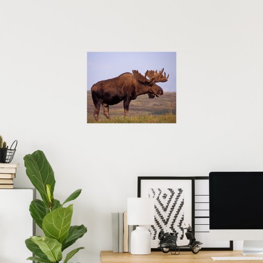Glazen, Alces alces, stier met grote geweien in Poster (Thuiskantoor)