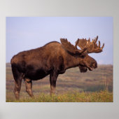Glazen, Alces alces, stier met grote geweien in Poster (Voorkant)