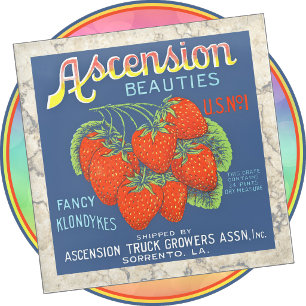 Glazen COASTER - Ascension Beauties - kratlabel Onderzetter