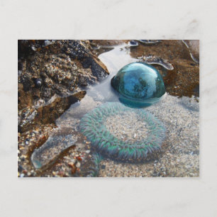 Glazen float en anemon briefkaart