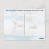 Gletsjer Beren - Briefkaart (Achterkant)