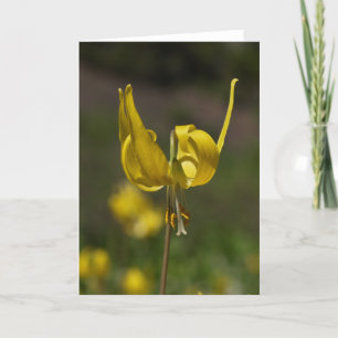 Gletsjer Lilly 09 Kaart