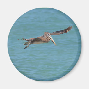 Gliding Pelican Magneet