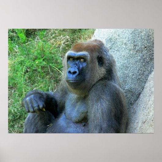 glimlach Ape Poster (Voorkant)