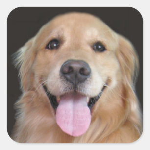 Glimlach Golden Retriever Vierkante Sticker