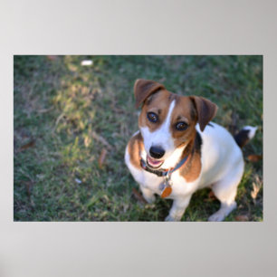 glimlachen Jack Russell Terrier Poster