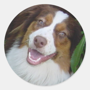 glimlachen Red Tri Aussie Ronde Sticker